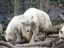 Tiergarten Schönbrunn am 24.02.2026